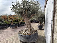 Olijfboom bonsai xl - olea europaea - ca. 250 jaar oud - hoogte ca. 290 cm - afbeelding 10 van  14