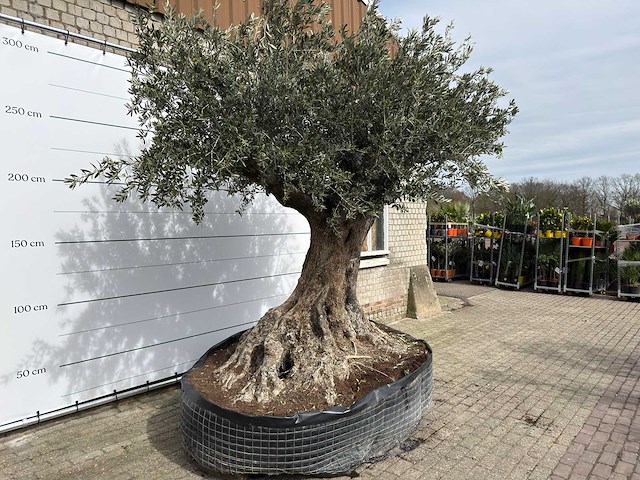 Olijfboom bonsai xl - olea europaea - ca. 250 jaar oud - hoogte ca. 290 cm - afbeelding 11 van  14