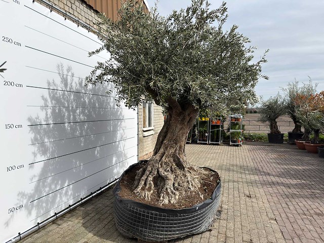 Olijfboom bonsai xl - olea europaea - ca. 250 jaar oud - hoogte ca. 290 cm - afbeelding 12 van  14