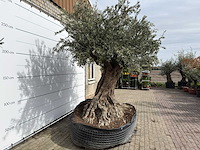 Olijfboom bonsai xl - olea europaea - ca. 250 jaar oud - hoogte ca. 290 cm - afbeelding 12 van  14