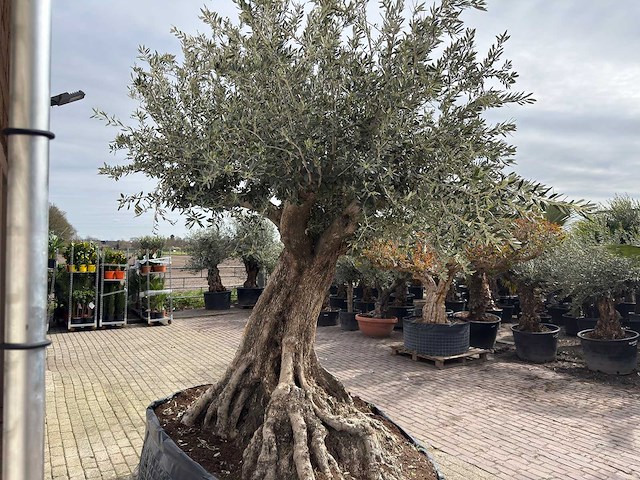 Olijfboom bonsai xl - olea europaea - ca. 250 jaar oud - hoogte ca. 290 cm - afbeelding 13 van  14