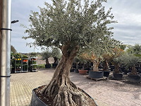 Olijfboom bonsai xl - olea europaea - ca. 250 jaar oud - hoogte ca. 290 cm - afbeelding 13 van  14