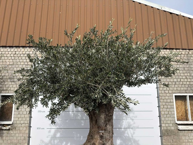 Olijfboom bonsai xl - olea europaea - ca. 250 jaar oud - hoogte ca. 290 cm - afbeelding 14 van  14