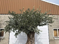 Olijfboom bonsai xl - olea europaea - ca. 250 jaar oud - hoogte ca. 290 cm - afbeelding 14 van  14