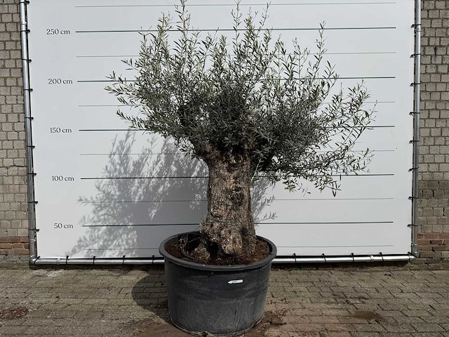 Olijfboom bonsai xl - olea europaea - ca. 50 jaar oud - hoogte ca. 230 cm - afbeelding 1 van  1
