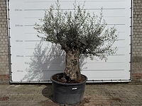 Olijfboom bonsai xl - olea europaea - ca. 50 jaar oud - hoogte ca. 230 cm - afbeelding 1 van  1