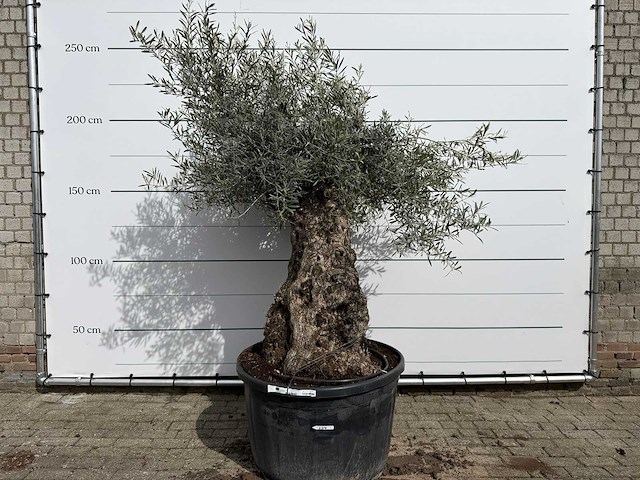 Olijfboom bonsai xl - olea europaea - ca. 50 jaar oud - hoogte ca. 230 cm - afbeelding 1 van  7