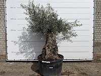 Olijfboom bonsai xl - olea europaea - ca. 50 jaar oud - hoogte ca. 230 cm - afbeelding 1 van  7