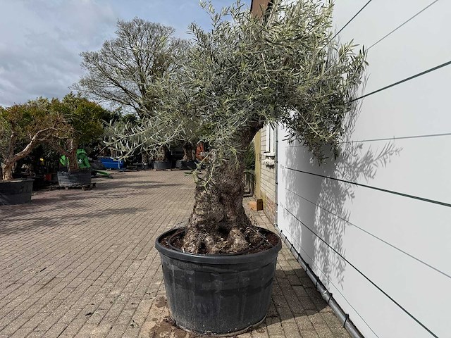 Olijfboom bonsai xl - olea europaea - ca. 50 jaar oud - hoogte ca. 230 cm - afbeelding 3 van  7