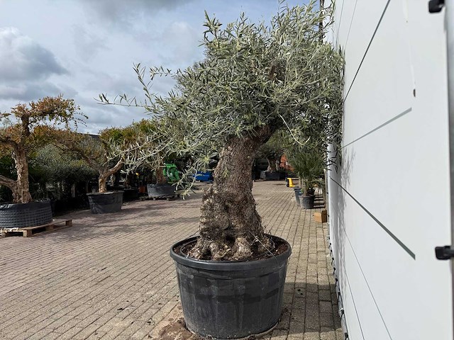 Olijfboom bonsai xl - olea europaea - ca. 50 jaar oud - hoogte ca. 230 cm - afbeelding 4 van  7