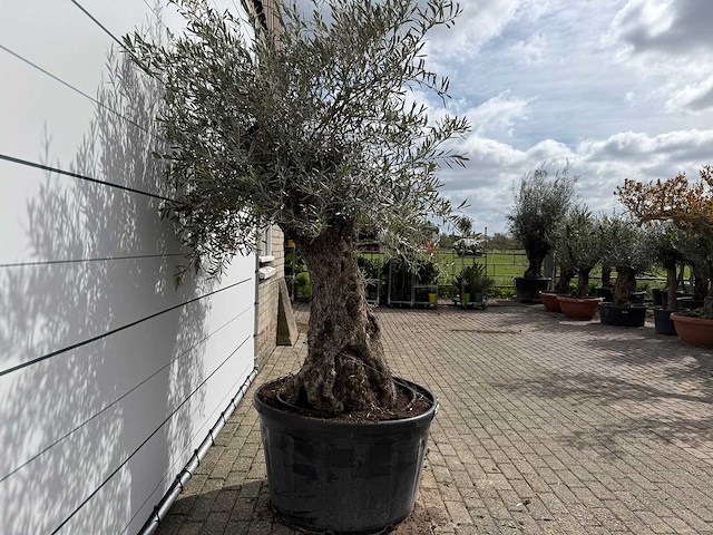 Olijfboom bonsai xl - olea europaea - ca. 50 jaar oud - hoogte ca. 230 cm - afbeelding 6 van  7
