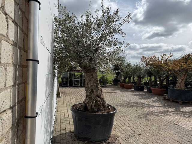Olijfboom bonsai xl - olea europaea - ca. 50 jaar oud - hoogte ca. 230 cm - afbeelding 7 van  7