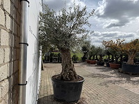 Olijfboom bonsai xl - olea europaea - ca. 50 jaar oud - hoogte ca. 230 cm - afbeelding 7 van  7