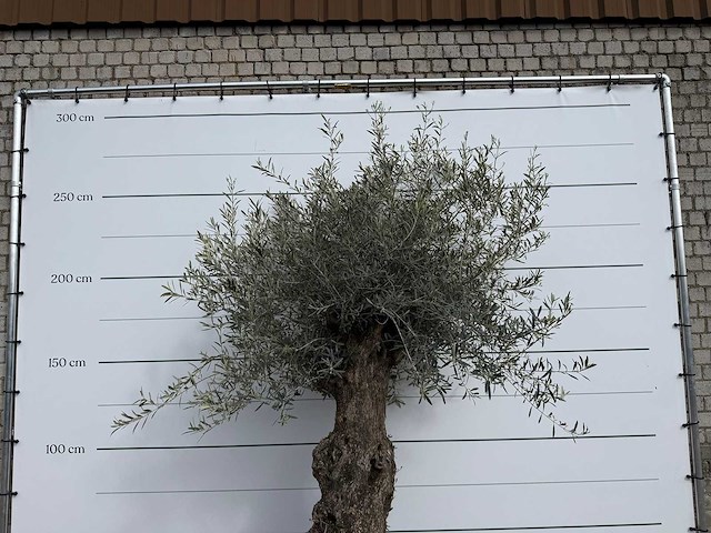 Olijfboom bonsai xl - olea europaea - ca. 50 jaar oud - hoogte ca. 250 cm - afbeelding 6 van  6
