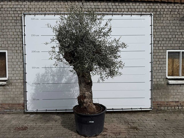 Olijfboom bonsai xl - olea europaea - ca. 50 jaar oud - hoogte ca. 250 cm - afbeelding 1 van  7