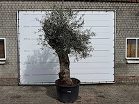 Olijfboom bonsai xl - olea europaea - ca. 50 jaar oud - hoogte ca. 250 cm - afbeelding 1 van  7