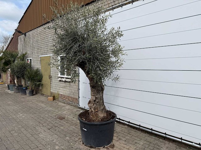 Olijfboom bonsai xl - olea europaea - ca. 50 jaar oud - hoogte ca. 250 cm - afbeelding 2 van  7