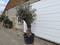 Olijfboom bonsai xl - olea europaea - ca. 50 jaar oud - hoogte ca. 250 cm - afbeelding 2 van  7
