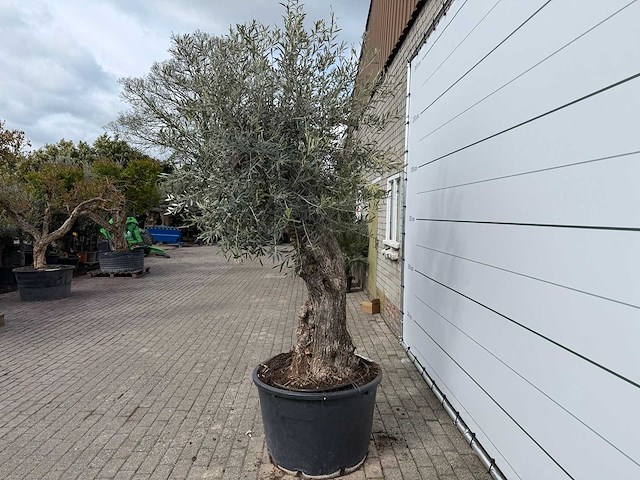 Olijfboom bonsai xl - olea europaea - ca. 50 jaar oud - hoogte ca. 250 cm - afbeelding 3 van  7