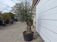 Olijfboom bonsai xl - olea europaea - ca. 50 jaar oud - hoogte ca. 250 cm - afbeelding 3 van  7