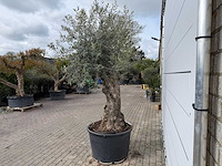 Olijfboom bonsai xl - olea europaea - ca. 50 jaar oud - hoogte ca. 250 cm - afbeelding 4 van  7
