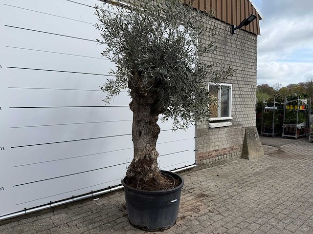 Olijfboom bonsai xl - olea europaea - ca. 50 jaar oud - hoogte ca. 250 cm - afbeelding 5 van  7
