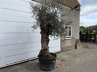 Olijfboom bonsai xl - olea europaea - ca. 50 jaar oud - hoogte ca. 250 cm - afbeelding 5 van  7