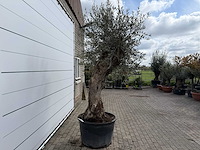 Olijfboom bonsai xl - olea europaea - ca. 50 jaar oud - hoogte ca. 250 cm - afbeelding 6 van  7