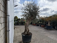 Olijfboom bonsai xl - olea europaea - ca. 50 jaar oud - hoogte ca. 250 cm - afbeelding 7 van  7