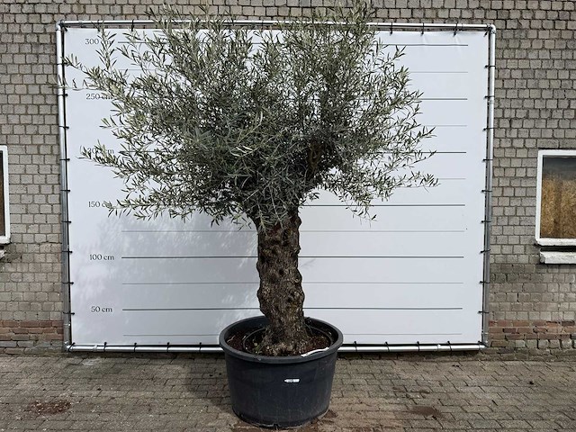 Olijfboom bonsai xl - olea europaea - ca. 50 jaar oud - hoogte ca. 280 cm - afbeelding 1 van  8