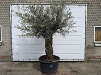 Olijfboom bonsai xl - olea europaea - ca. 50 jaar oud - hoogte ca. 280 cm - afbeelding 1 van  8