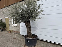 Olijfboom bonsai xl - olea europaea - ca. 50 jaar oud - hoogte ca. 280 cm - afbeelding 2 van  8