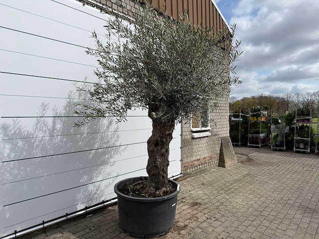 Olijfboom bonsai xl - olea europaea - ca. 50 jaar oud - hoogte ca. 280 cm - afbeelding 3 van  8