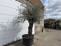 Olijfboom bonsai xl - olea europaea - ca. 50 jaar oud - hoogte ca. 280 cm - afbeelding 3 van  8
