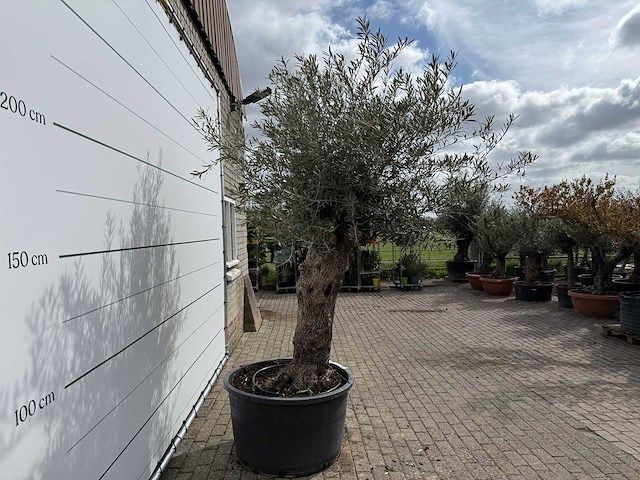 Olijfboom bonsai xl - olea europaea - ca. 50 jaar oud - hoogte ca. 280 cm - afbeelding 4 van  8