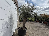 Olijfboom bonsai xl - olea europaea - ca. 50 jaar oud - hoogte ca. 280 cm - afbeelding 4 van  8