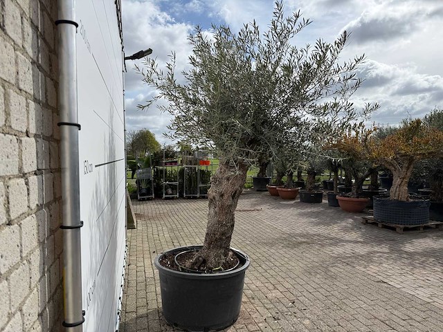 Olijfboom bonsai xl - olea europaea - ca. 50 jaar oud - hoogte ca. 280 cm - afbeelding 5 van  8