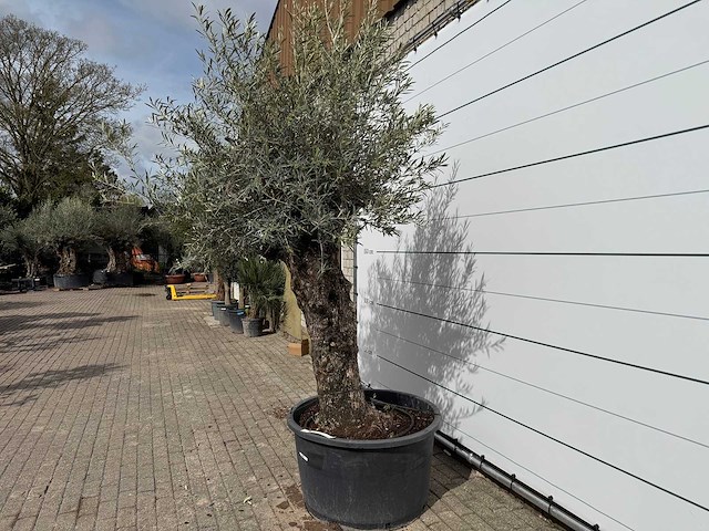 Olijfboom bonsai xl - olea europaea - ca. 50 jaar oud - hoogte ca. 280 cm - afbeelding 6 van  8
