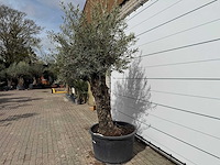 Olijfboom bonsai xl - olea europaea - ca. 50 jaar oud - hoogte ca. 280 cm - afbeelding 6 van  8
