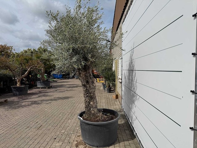 Olijfboom bonsai xl - olea europaea - ca. 50 jaar oud - hoogte ca. 280 cm - afbeelding 7 van  8