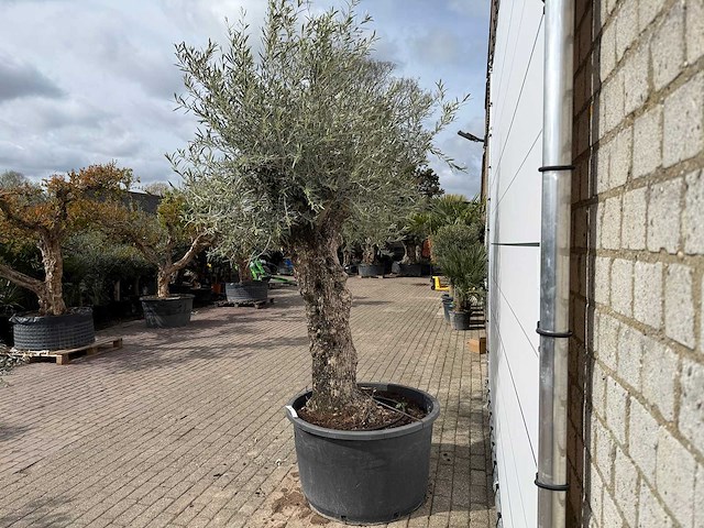 Olijfboom bonsai xl - olea europaea - ca. 50 jaar oud - hoogte ca. 280 cm - afbeelding 8 van  8