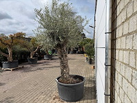 Olijfboom bonsai xl - olea europaea - ca. 50 jaar oud - hoogte ca. 280 cm - afbeelding 8 van  8