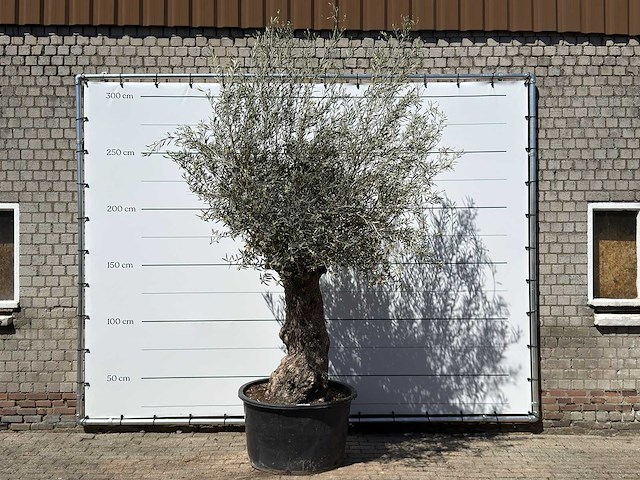 Olijfboom bonsai xl - olea europaea - ca. 80 jaar oud - hoogte ca. 260 cm - afbeelding 1 van  6
