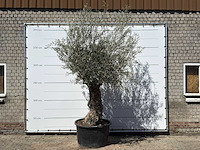 Olijfboom bonsai xl - olea europaea - ca. 80 jaar oud - hoogte ca. 260 cm - afbeelding 1 van  6