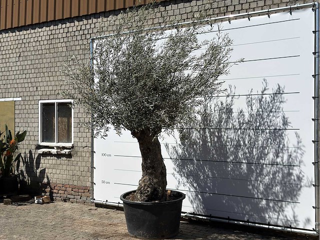 Olijfboom bonsai xl - olea europaea - ca. 80 jaar oud - hoogte ca. 260 cm - afbeelding 2 van  6