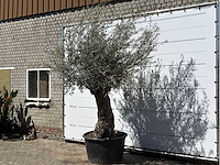 Olijfboom bonsai xl - olea europaea - ca. 80 jaar oud - hoogte ca. 260 cm - afbeelding 2 van  6