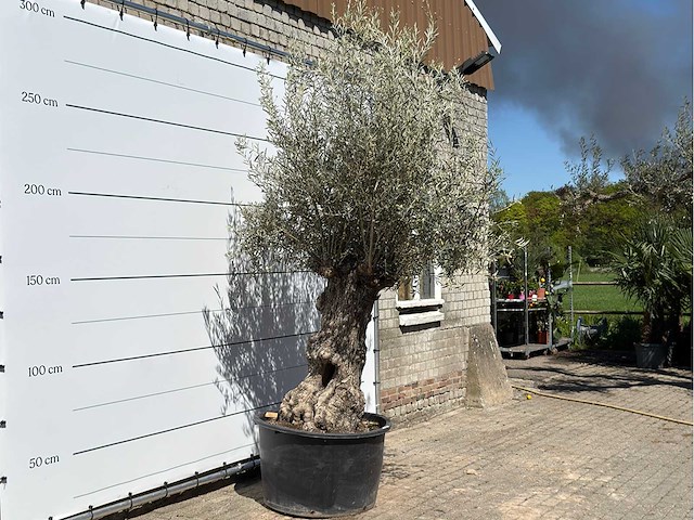 Olijfboom bonsai xl - olea europaea - ca. 80 jaar oud - hoogte ca. 260 cm - afbeelding 3 van  6