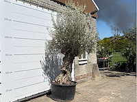 Olijfboom bonsai xl - olea europaea - ca. 80 jaar oud - hoogte ca. 260 cm - afbeelding 3 van  6
