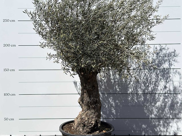 Olijfboom bonsai xl - olea europaea - ca. 80 jaar oud - hoogte ca. 260 cm - afbeelding 4 van  6