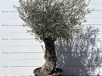 Olijfboom bonsai xl - olea europaea - ca. 80 jaar oud - hoogte ca. 260 cm - afbeelding 4 van  6